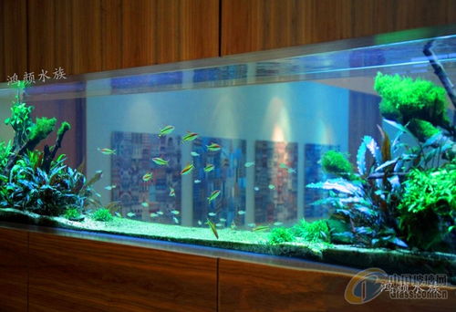 崇安區鴻顏水族器材經營部魚缸報價與產品優勢詳解